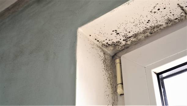 Mold Odor Removal Services in Brushy Creek, TX